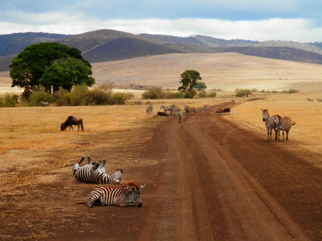 3-Day Fly-In Selous Game Reserve Safari photo 3
