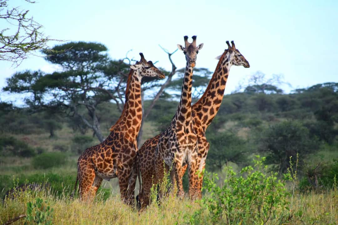 Ngorongoro Crater – Arusha