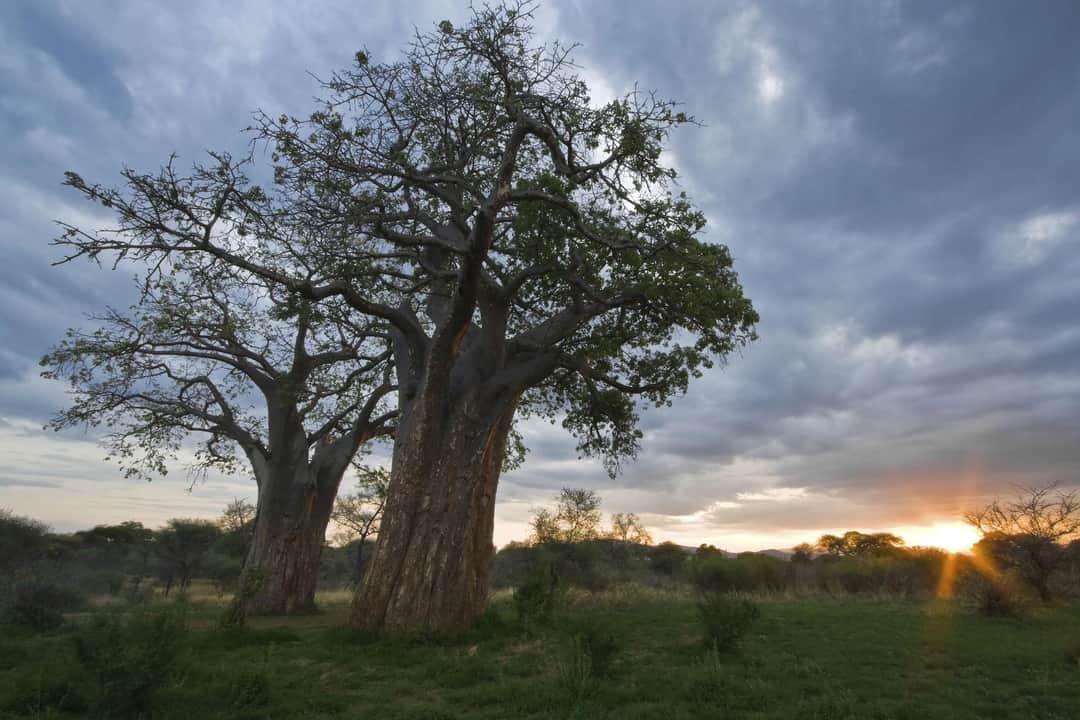 Tarangire National Park Wildlife Safari