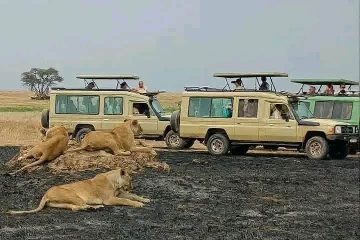 4-Day Tarangire, Serengeti and Ngorongoro Safari photo 3