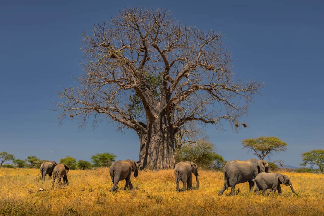 2-Day Ngorongoro Crater fly/to from Zanzibar photo 2