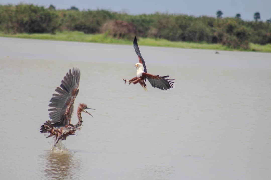 Alfamale Tours & Safaris photo 2