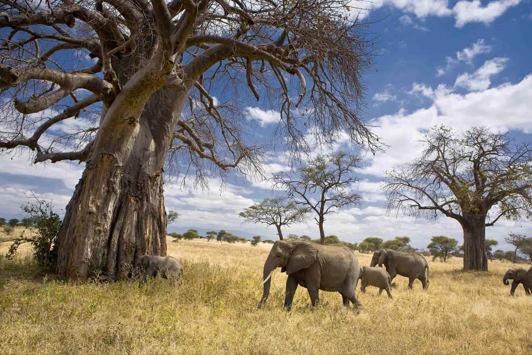 Tarangire National Park Wildlife Safari