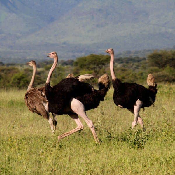 5-Day Ndutu Great Migration Safari from Zanzibar photo 6
