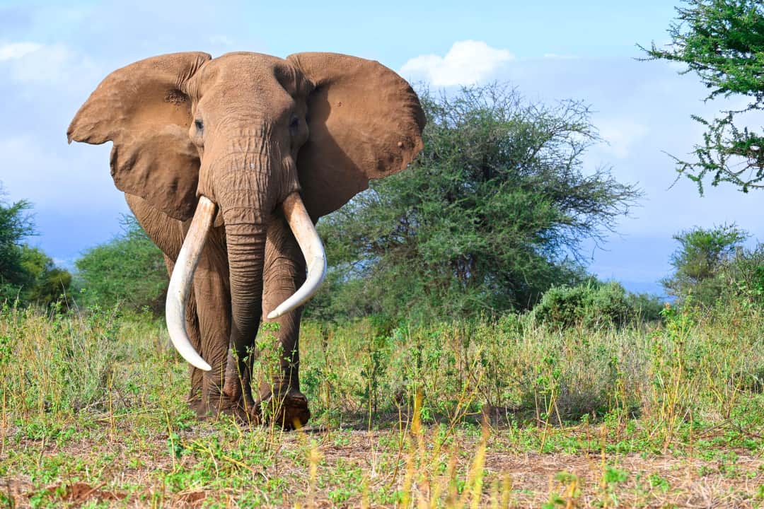 Tarangire Wildlife Safari: Elephant Kingdom & Iconic Baobab Landscapes