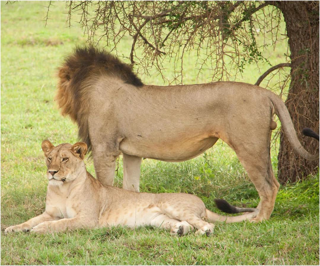 Safari ya Siku 2 ya Kushangaza Mikumi NP na Utamaduni wa Kimasai