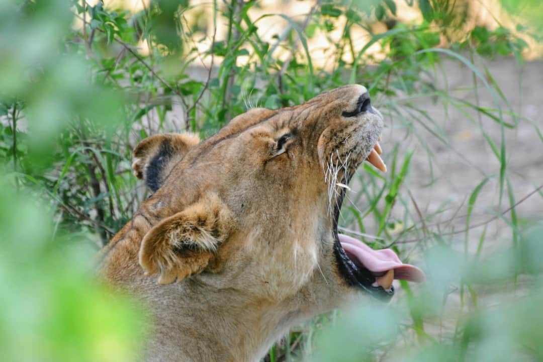 6-Day Northern Circuit Wildlife Tour