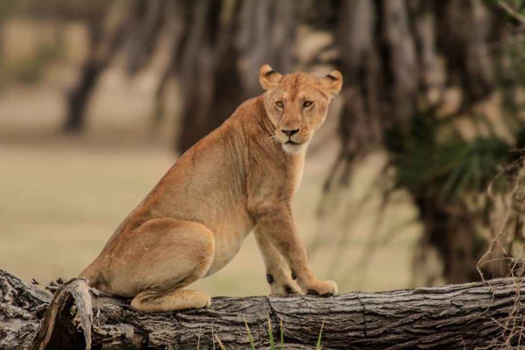 Alfamale Tours & Safaris photo 1