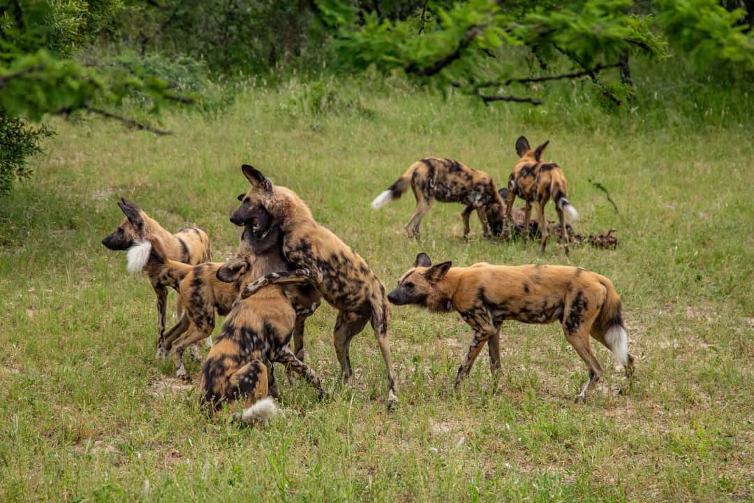 KARATU – CENTRAL SERENGETI NATIONAL PARK