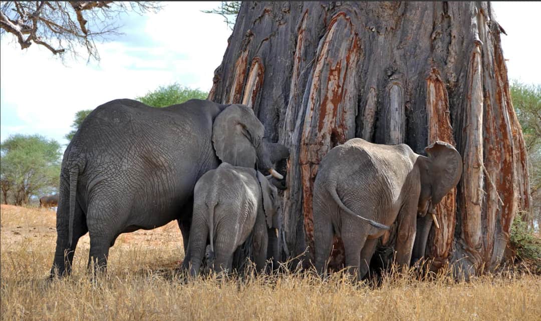 Arrival and Romantic Tarangire National Park Game Drive