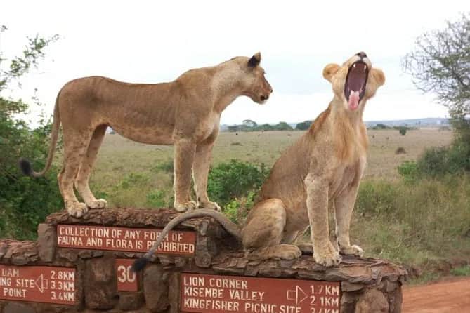 1-Day Nairobi National Park Group Tour