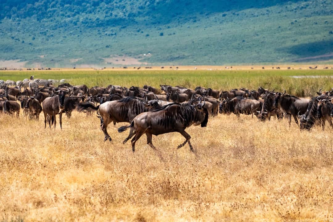 Ndutu Full Day 