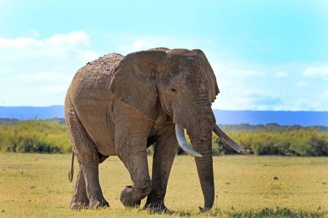 Tarangire National Park