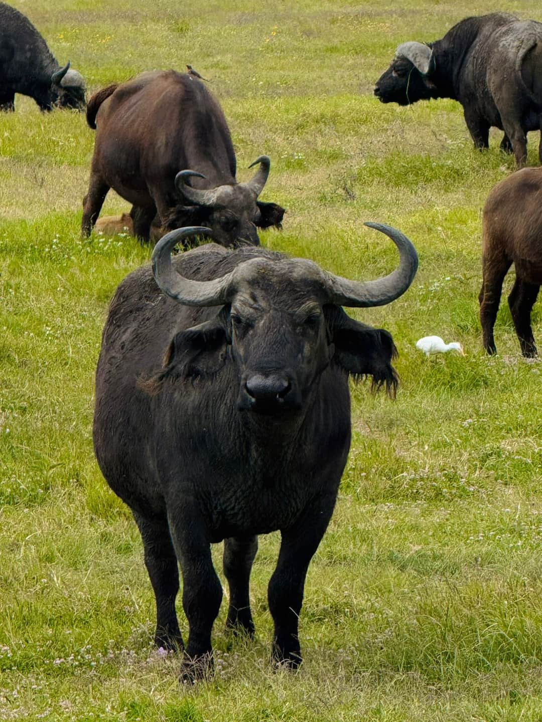 Glimpse of Tanzania Safaris photo 2