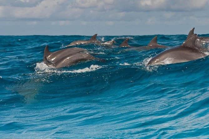 Mnemba Dolphin & Snonkling Tour