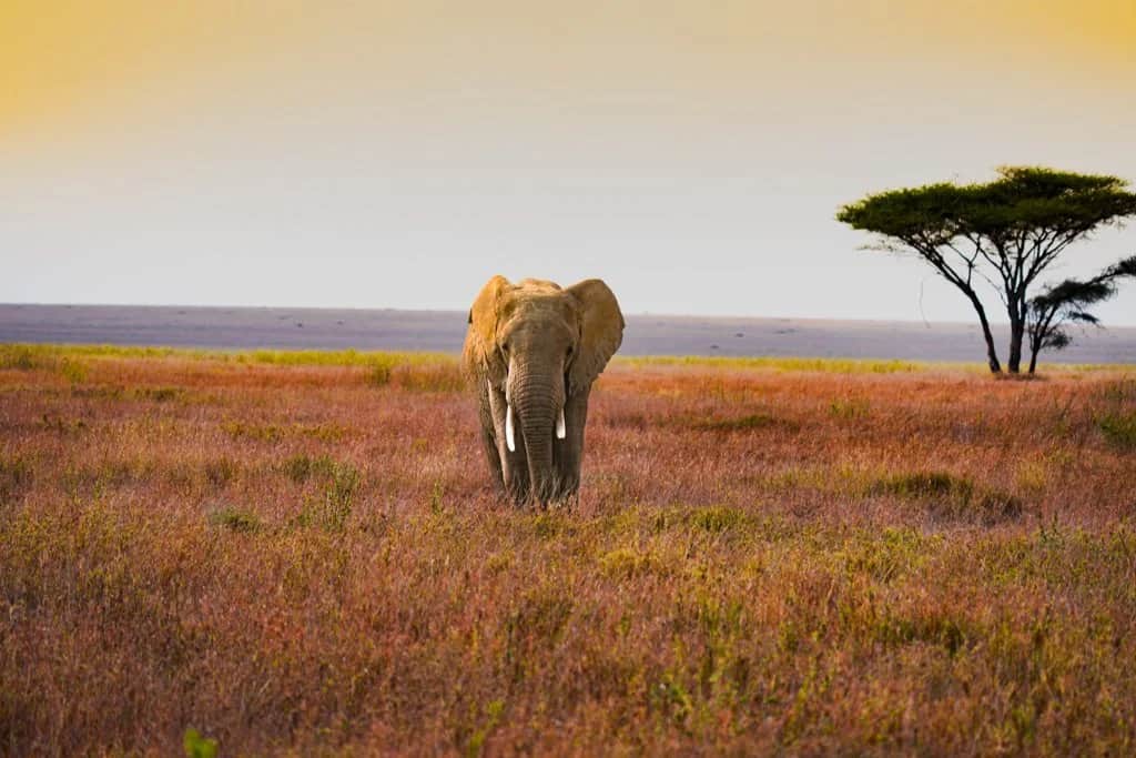 Sentio Safari photo 12