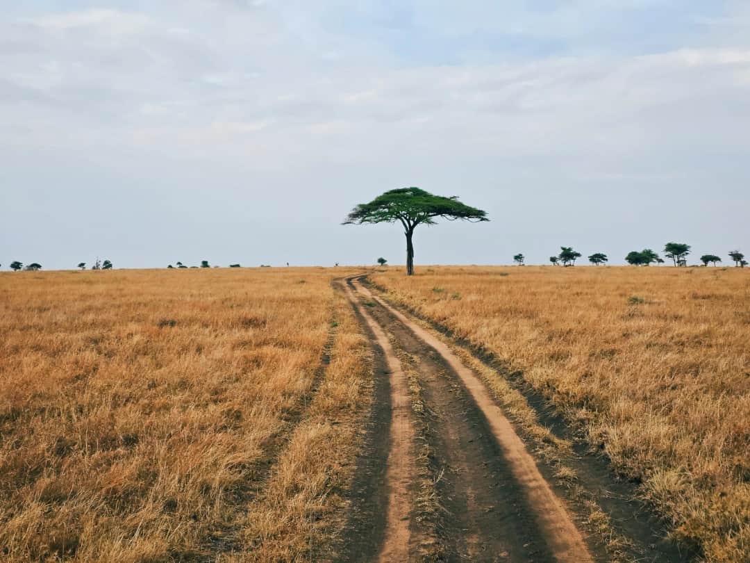Sentio Safari photo 31