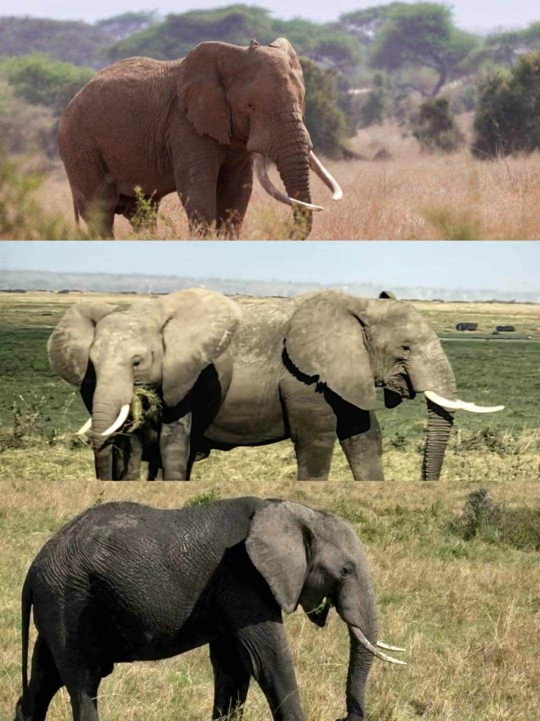 Lappet Faced Safaris photo 8