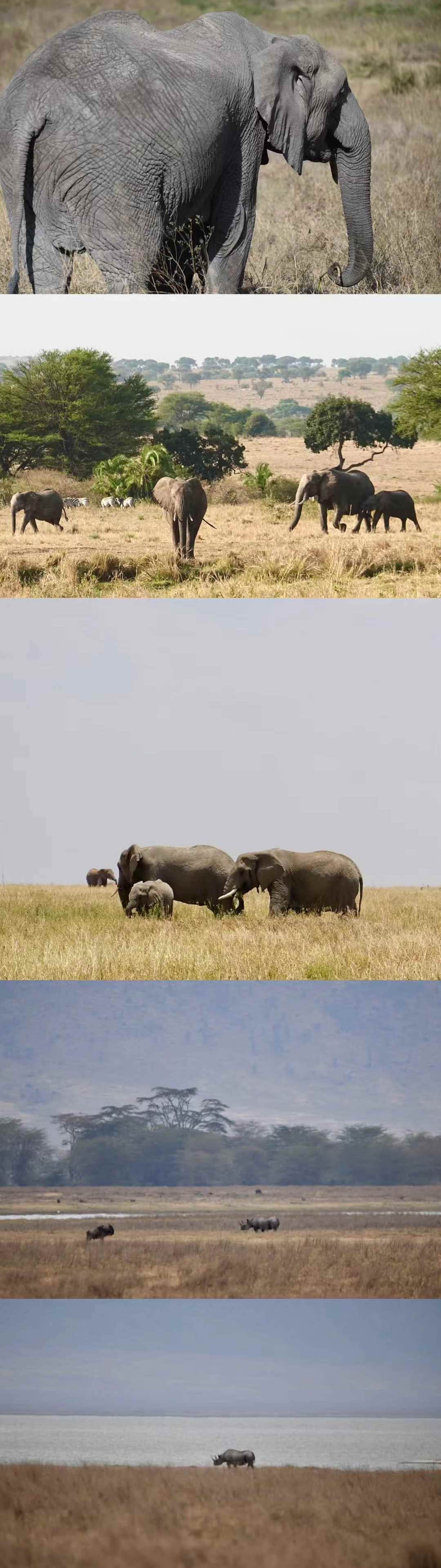 Lappet Faced Safaris photo 11