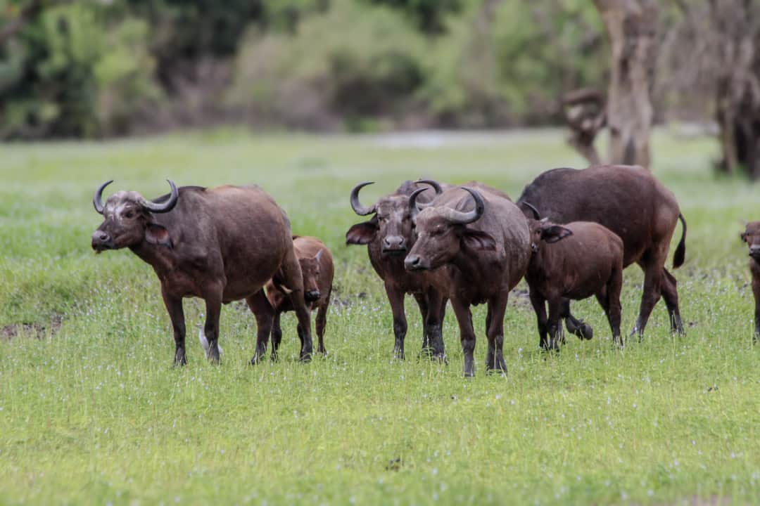 Safari ya Siku 2 kwa Ndege hadi Hifadhi ya Taifa ya Nyerere kutoka Zanzibar photo 1