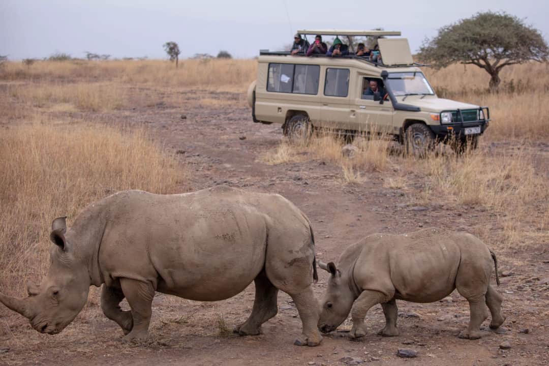 1-Day Ngorongoro Crater Wildlife Safari photo 2