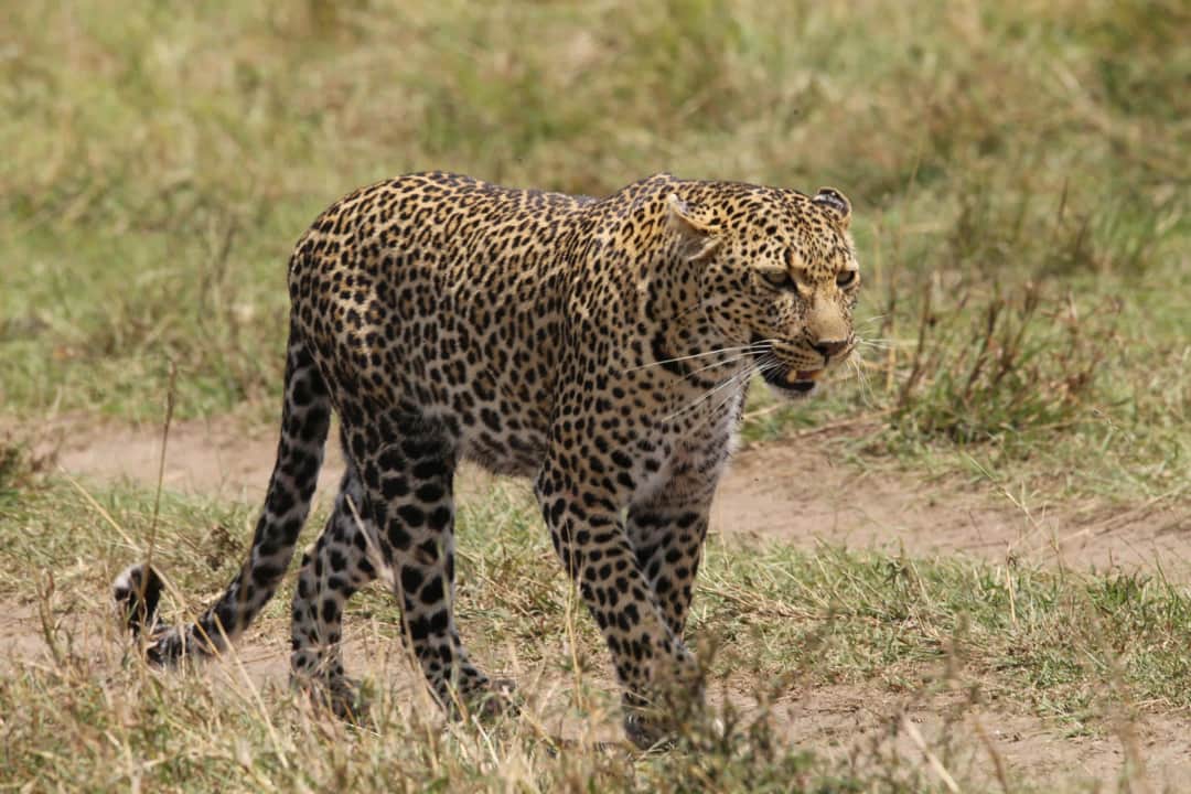 3-Day Fly-In Serengeti Safari from Dar es Salaam photo 3