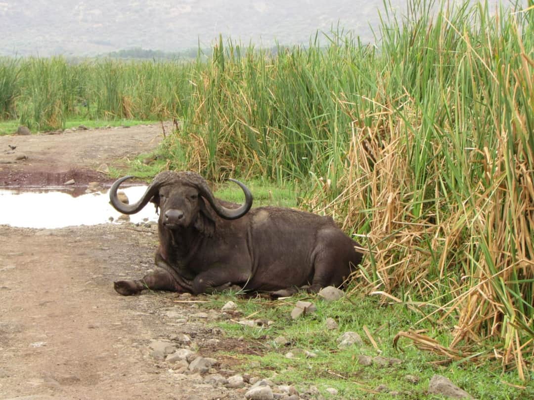 8-Day Tanzania Safari & Zanzibar Adventure photo 3