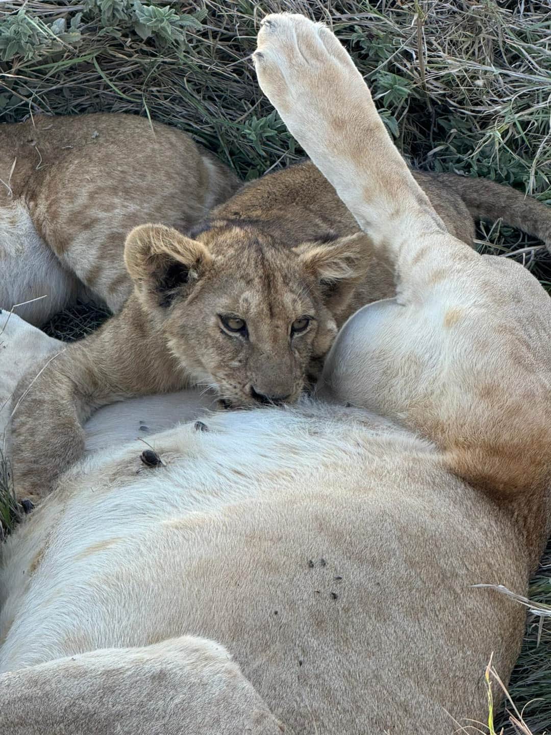3-Day Love & Legacy (Serengeti & Crater Escape) photo 7