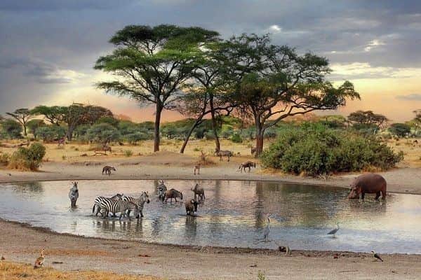 6-Day Tanzania Classic Luxury Safari photo 4