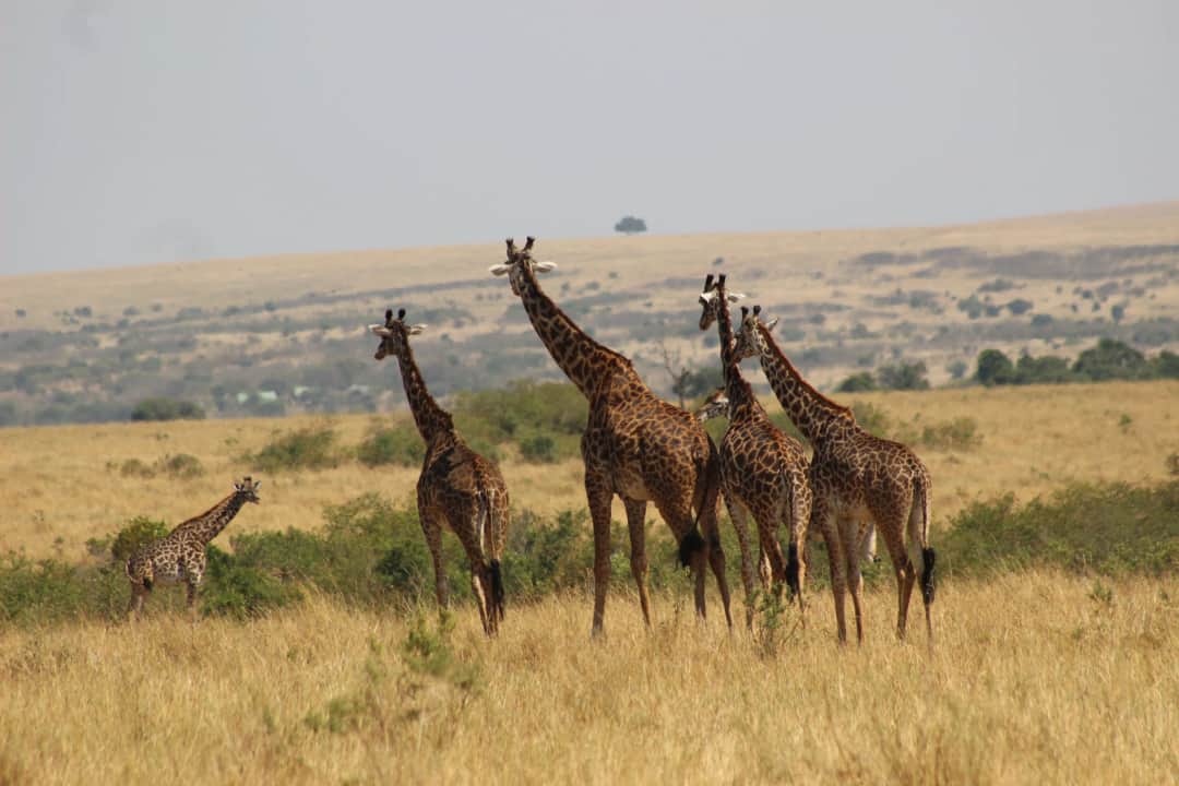 Masai Mara National Reserve