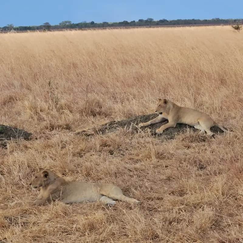 Game Drive in Mikumi National Park