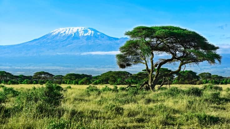 8-Day Encounter the Big 5, Mt Kilimanjaro & Coffee Tour photo 6