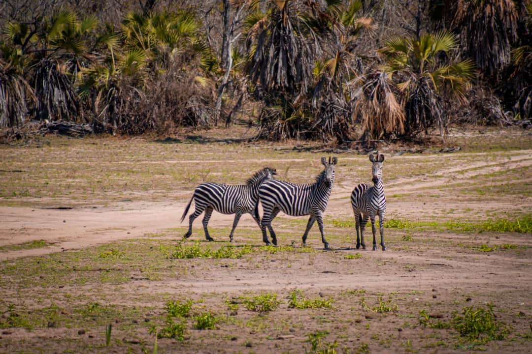 Alfamale Tours & Safaris photo 7