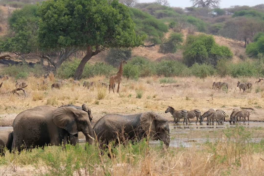 Lappet Faced Safaris photo 13