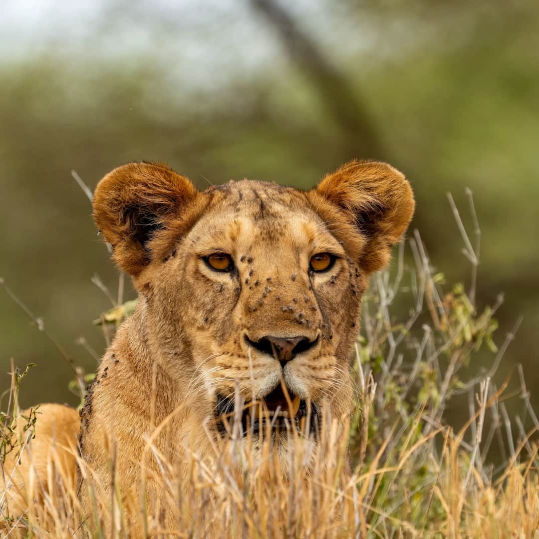 1-Day Tarangire National Park Wildlife Safari photo 2