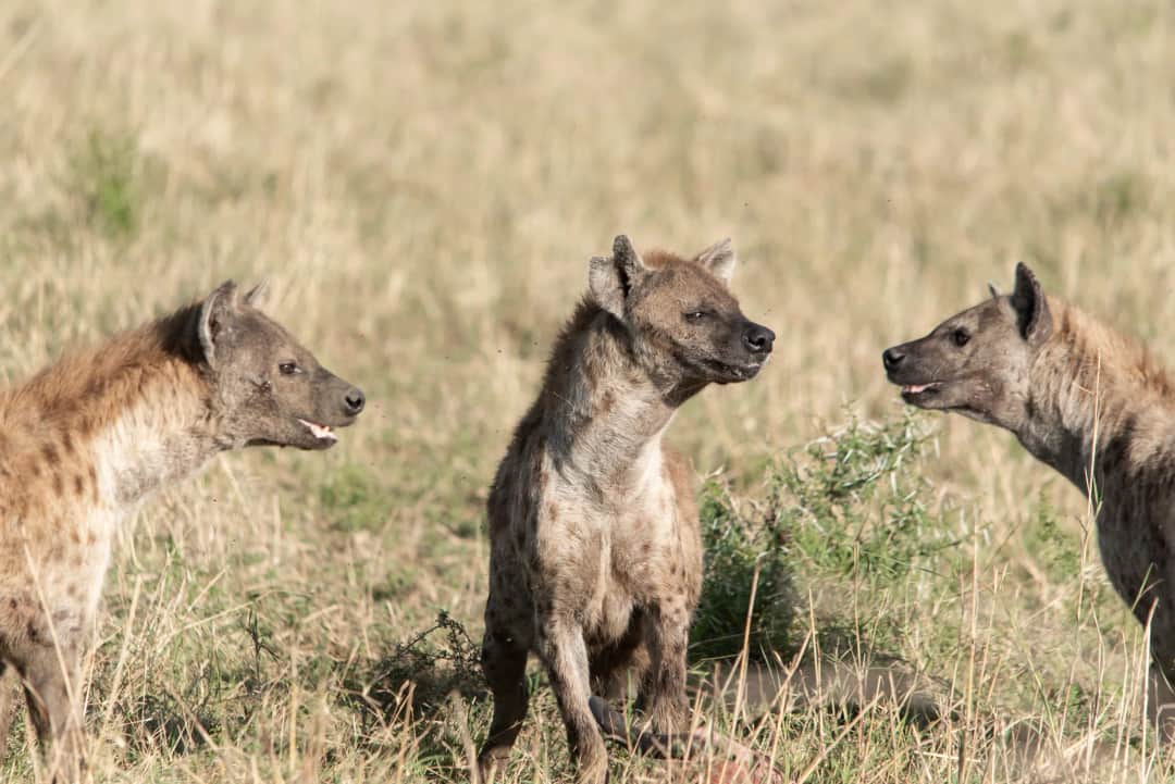 Serengeti-Ngorongoro