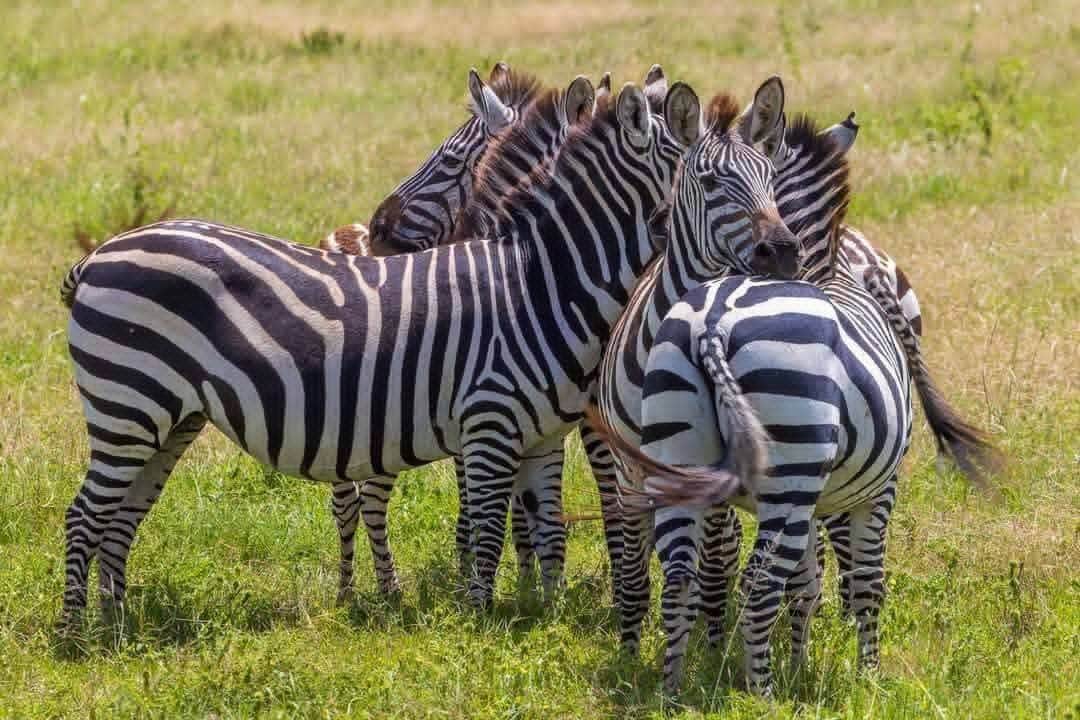 Velocity Zanzibar Tour & Safaris photo 8