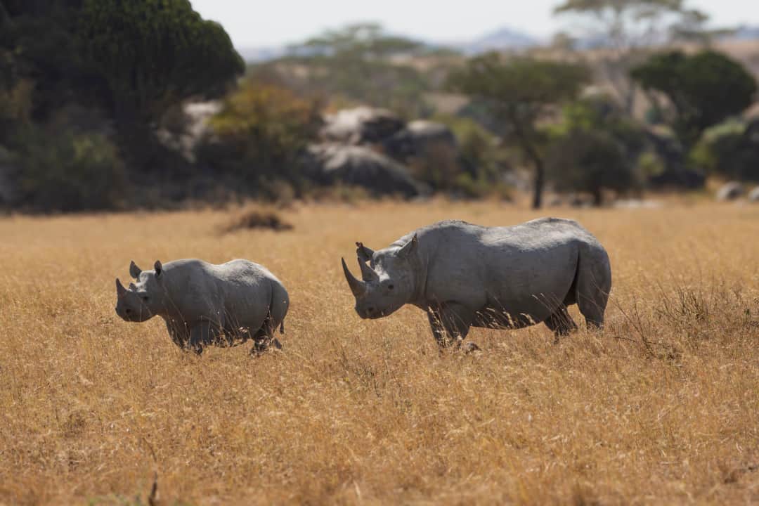 3-Day Serengeti Flight Safari Package photo 6
