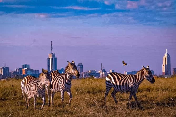 1-Day Nairobi National Park Group Tour photo 2
