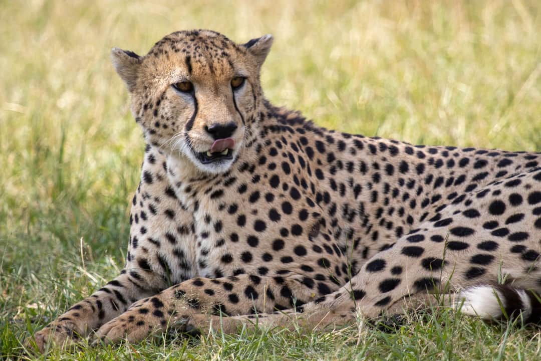 Amboseli, Full Day Game Drive