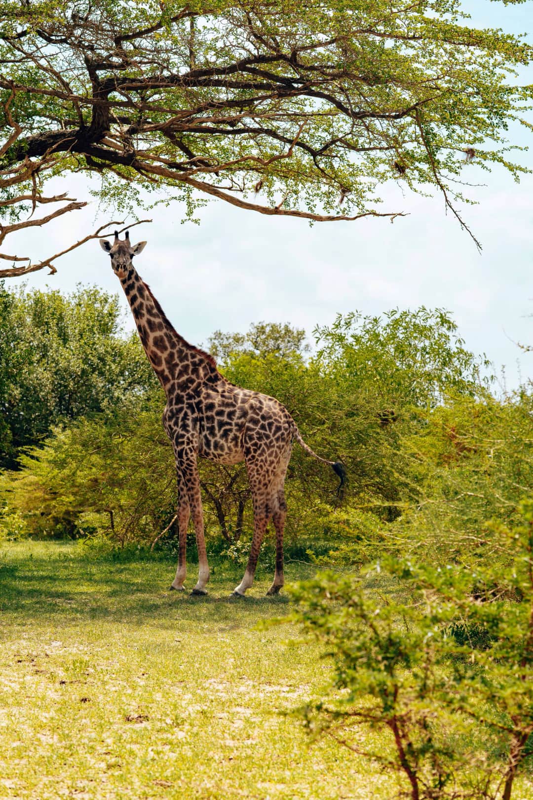 1-Day Arusha National Park Safari photo 2
