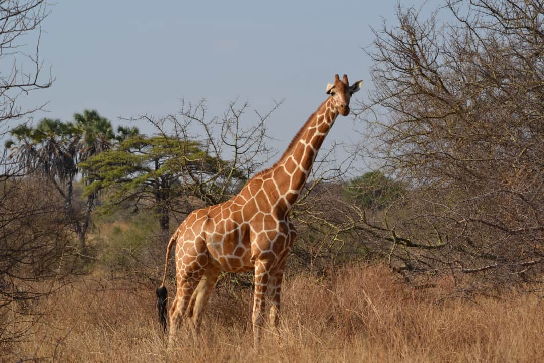 Nairobi National Park, Sheldrick Wildlife Trust & Giraffe Centre