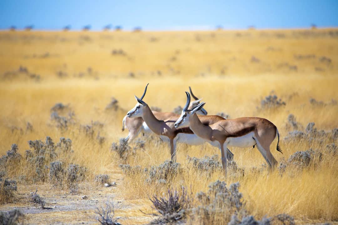 Vuelo de Zanzíbar al Parque Nacional Serengeti