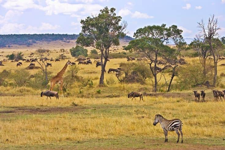 8-Day 5 Parks Safari with Hadzabe Culture & Coffee Tour photo 2