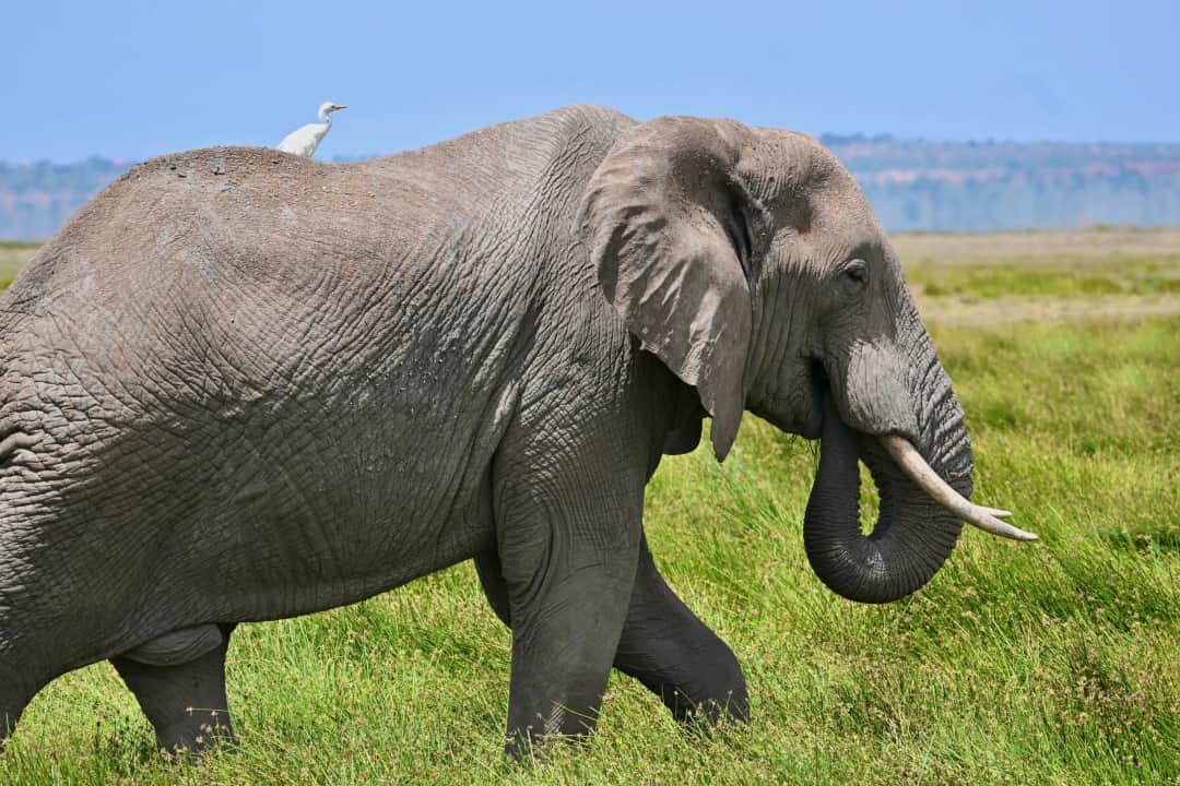 Amboseli National Park