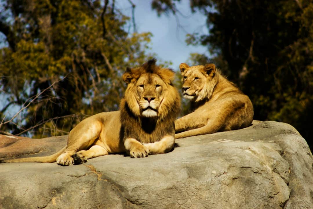 Sentio Safari photo 9
