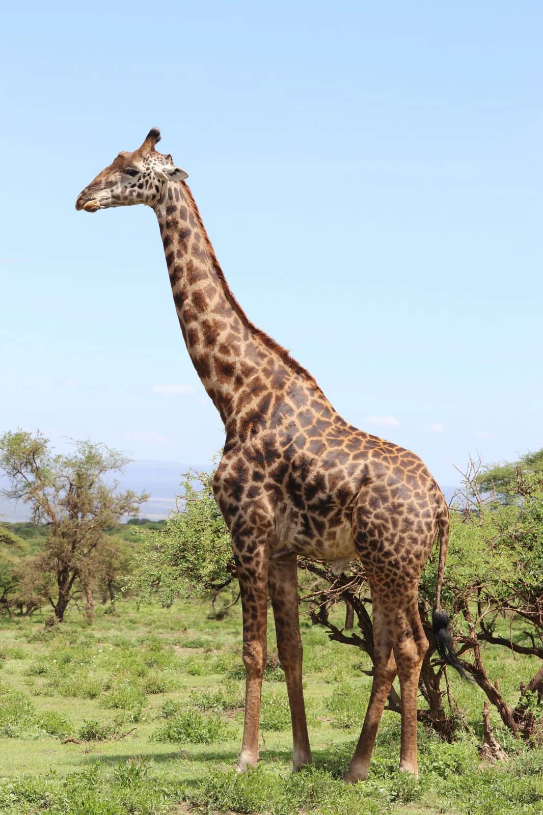 4-Day 3-Parks Safari-Lodges & Camping Experience