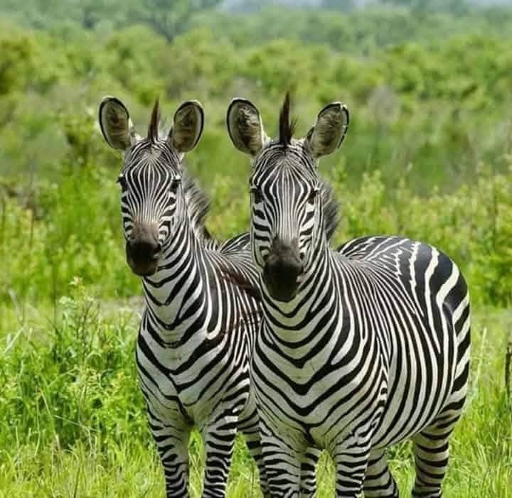 Velocity Zanzibar Tour & Safaris photo 42