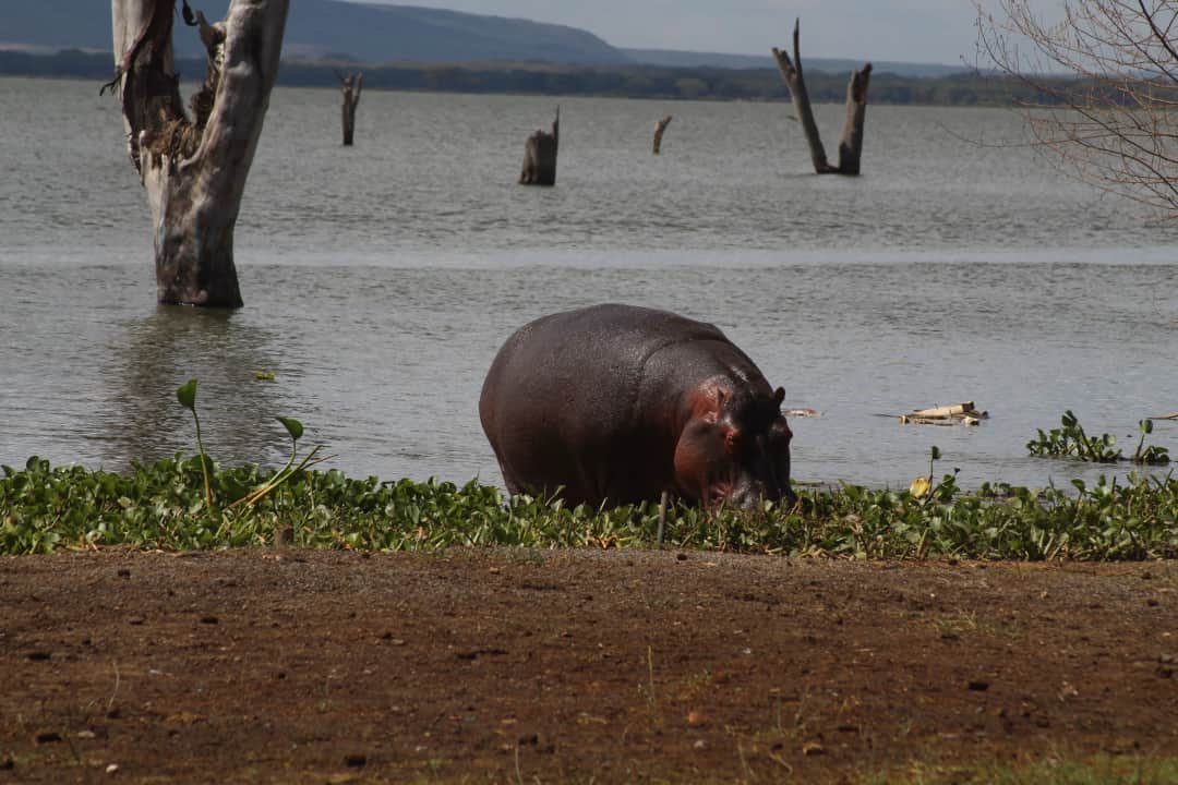  Transfer to Lake Naivasha