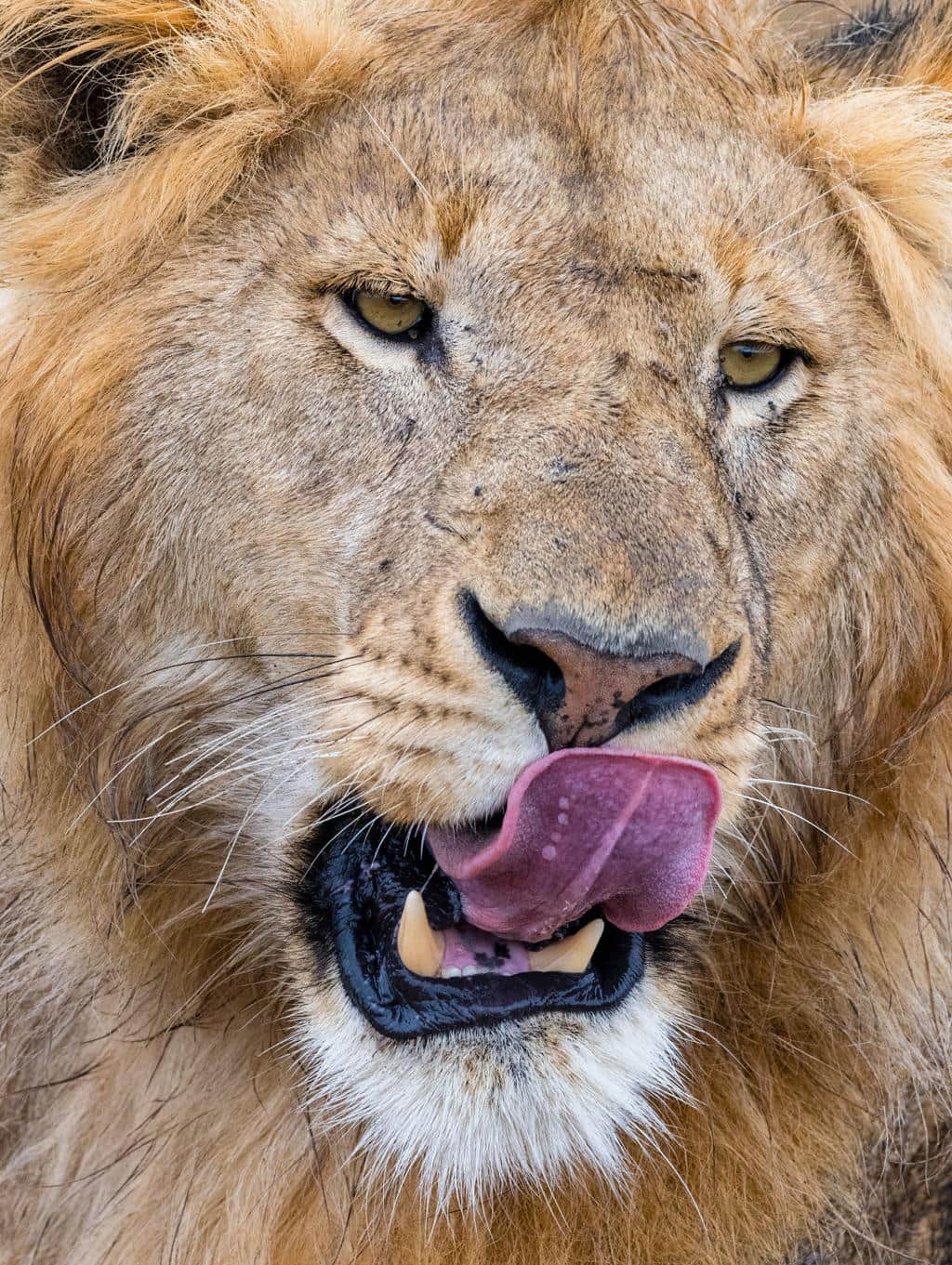 5-Day Tanzania Safari & Cultural Experience